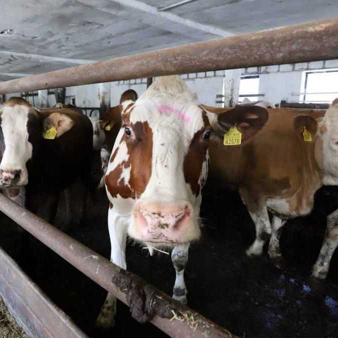 V Maďarsku neďaleko slovenských hraníc potvrdili nákazu slintačky a krívačky